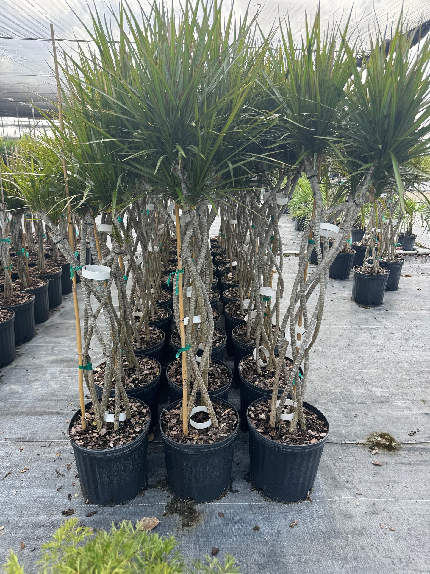 Dracaena Marginata 'kiwi' Braid - View 22 from www redcrocus com
