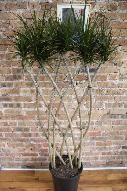 Dracaena Marginata 'kiwi' Braid - View 24 from www redcrocus com
