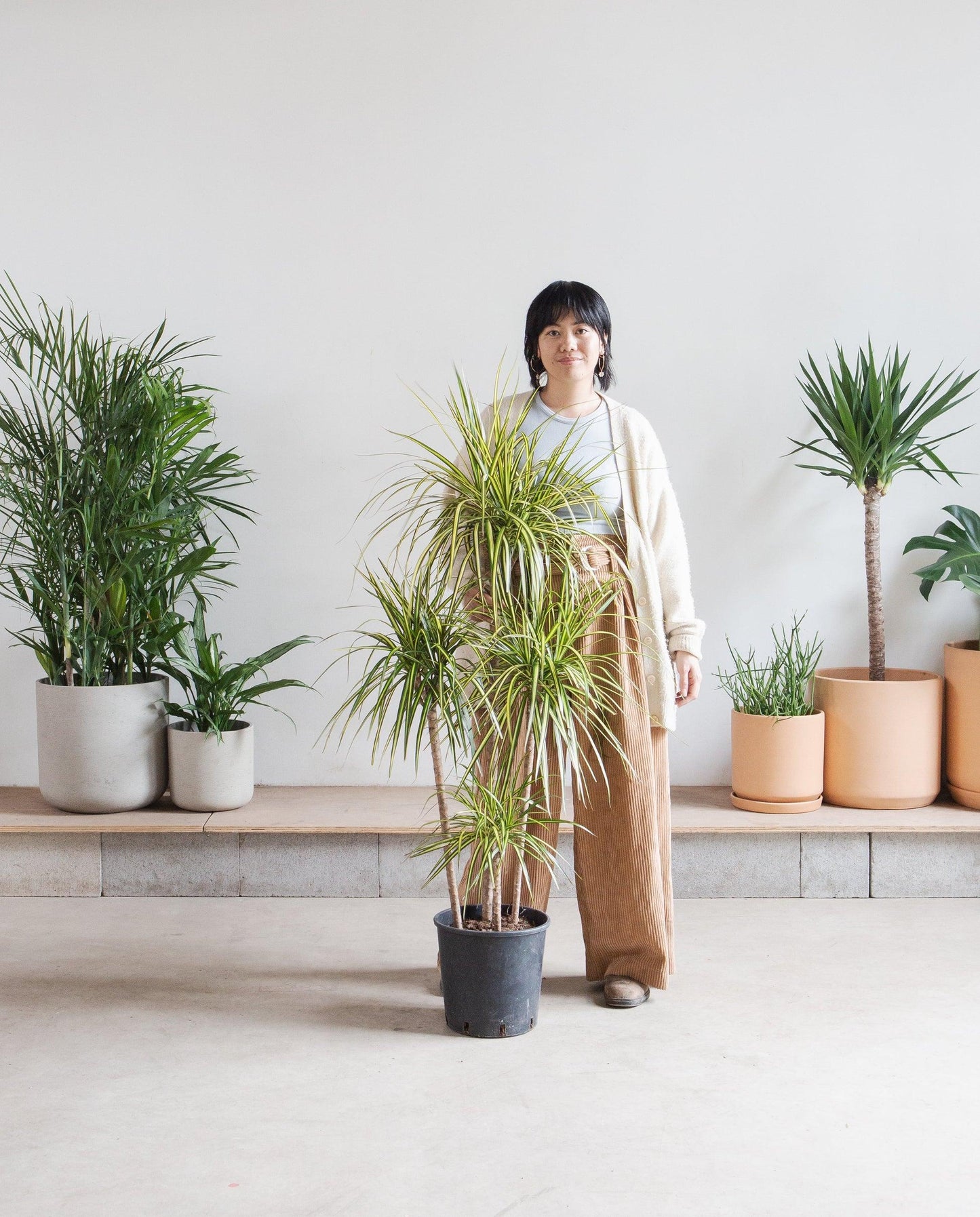 Dracaena Marginata 'kiwi' Braid - View 26 from www redcrocus com