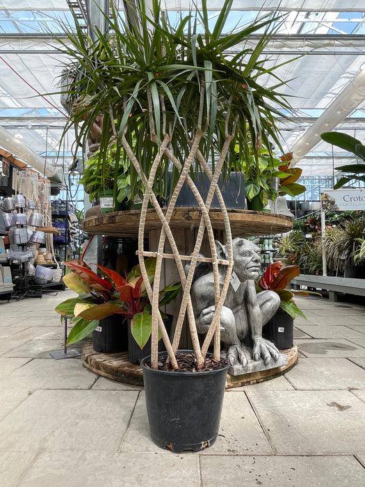 Dracaena Marginata 'kiwi' Braid - View 27 from www redcrocus com