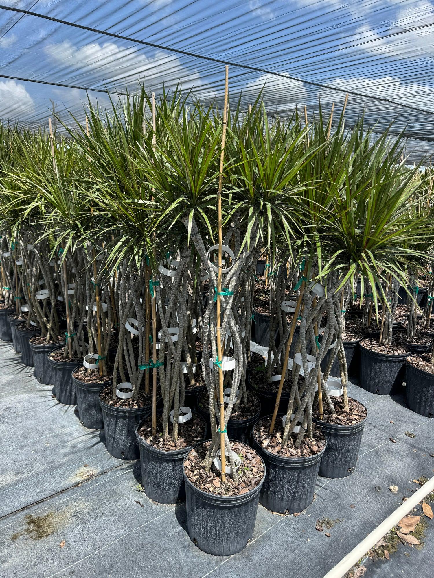 Dracaena Marginata 'kiwi' Braid - View 28 from www redcrocus com