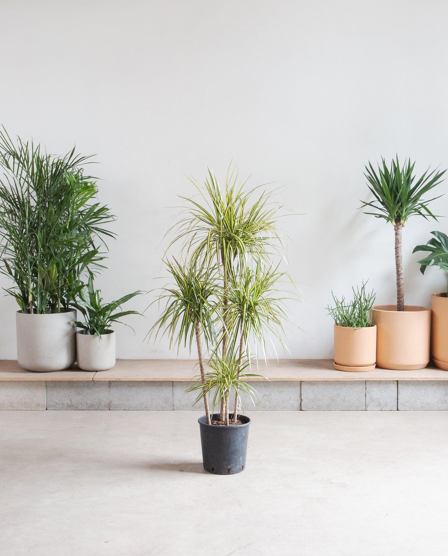 Dracaena Marginata 'kiwi' Braid - View 29 from www redcrocus com