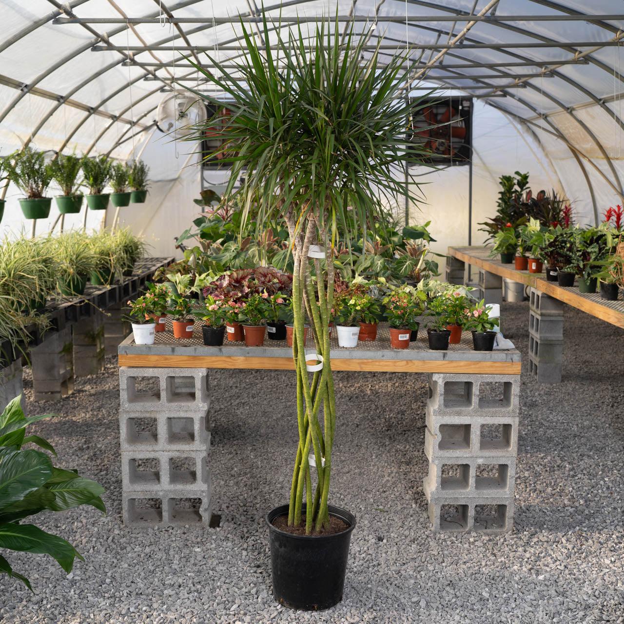 Dracaena Marginata 'kiwi' Braid - View 2 from www redcrocus com
