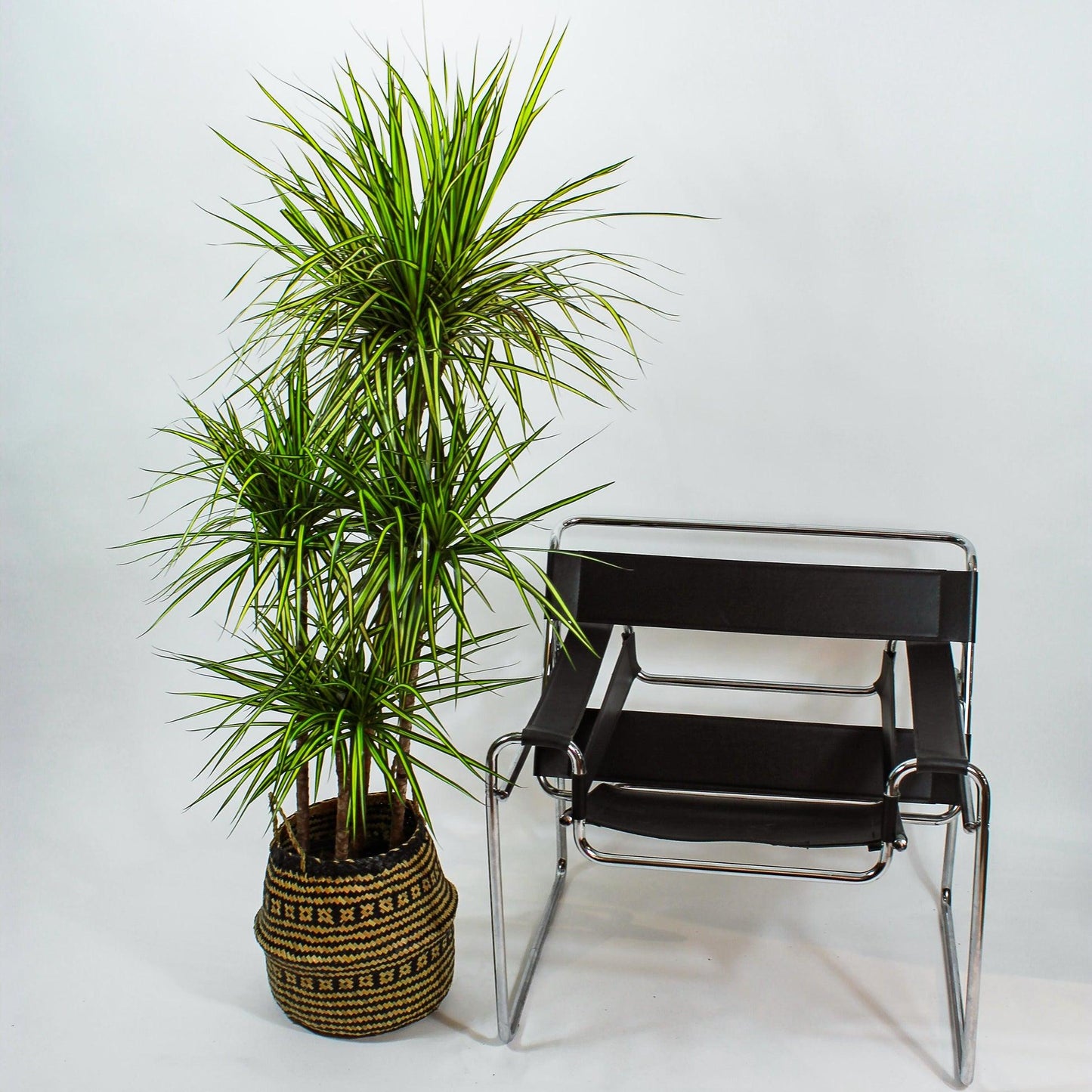 Dracaena Marginata 'kiwi' Braid - View 30 from www redcrocus com