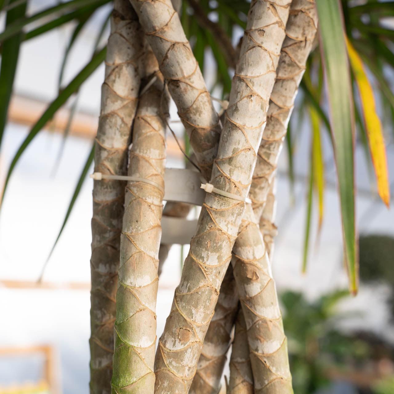 Dracaena Marginata 'kiwi' Braid - View 34 from www redcrocus com