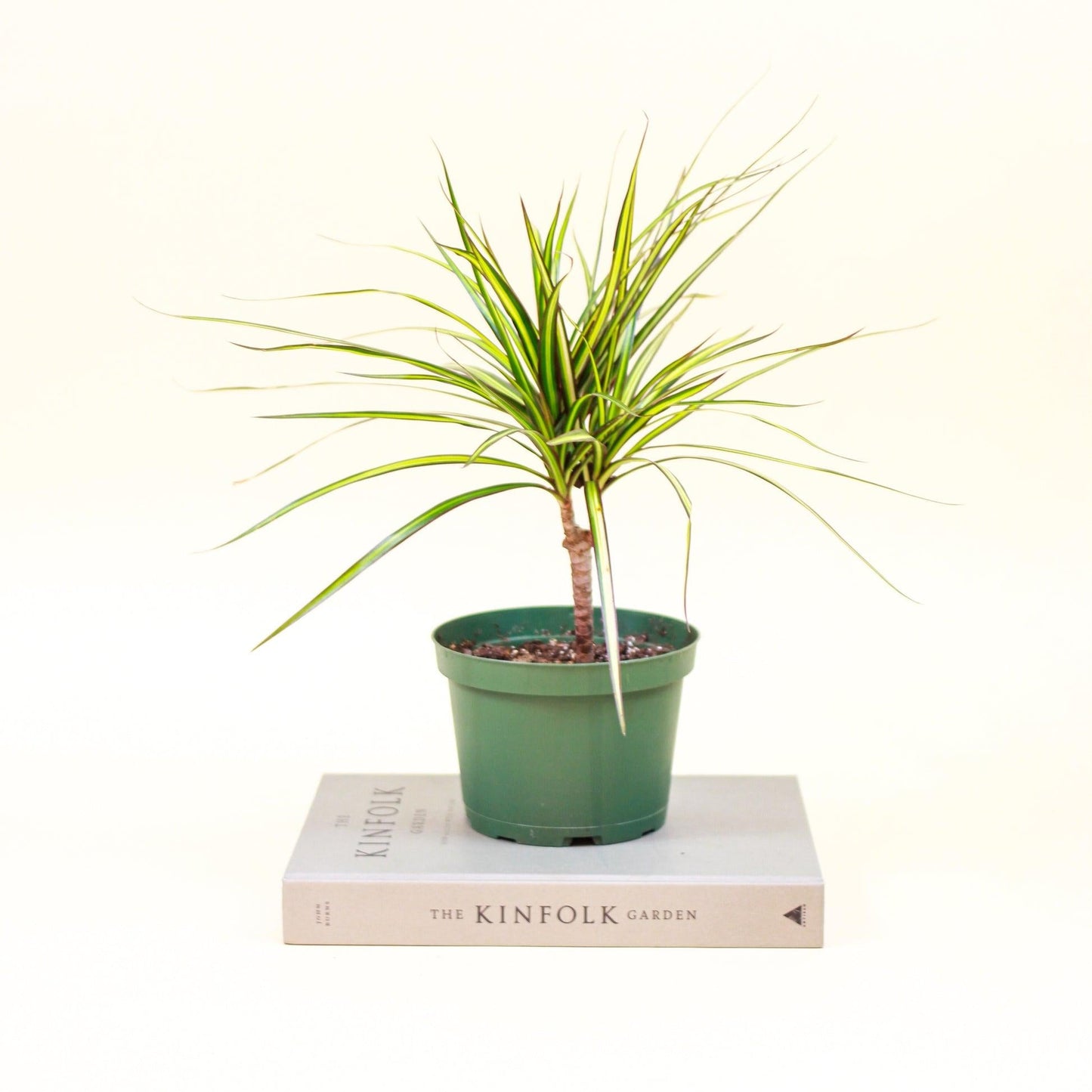 Dracaena Marginata 'kiwi' Braid - View 37 from www redcrocus com