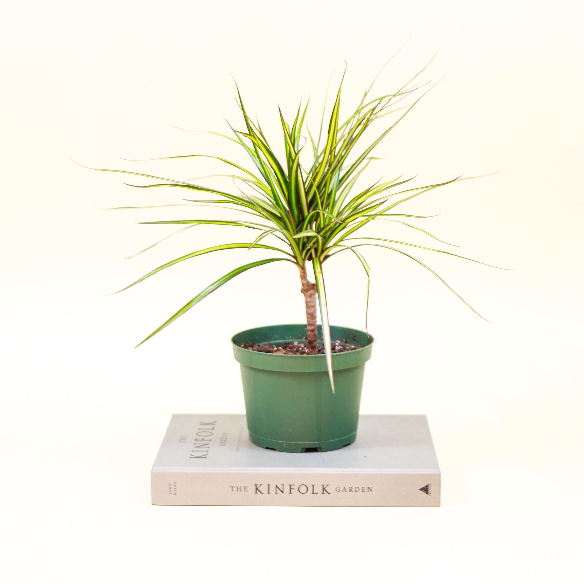 Dracaena Marginata 'kiwi' Braid - View 37 from www redcrocus com