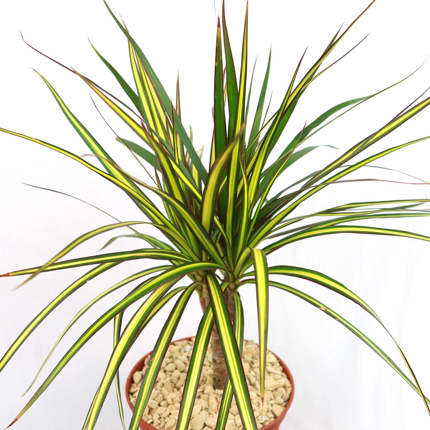 Dracaena Marginata 'kiwi' Braid - View 38 from www redcrocus com