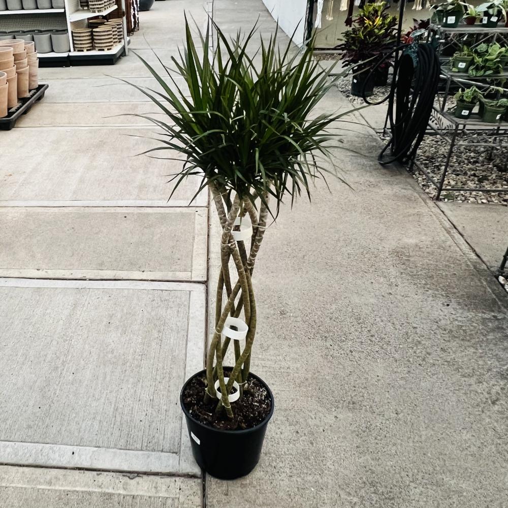 Dracaena Marginata 'kiwi' Braid - View 3 from www redcrocus com