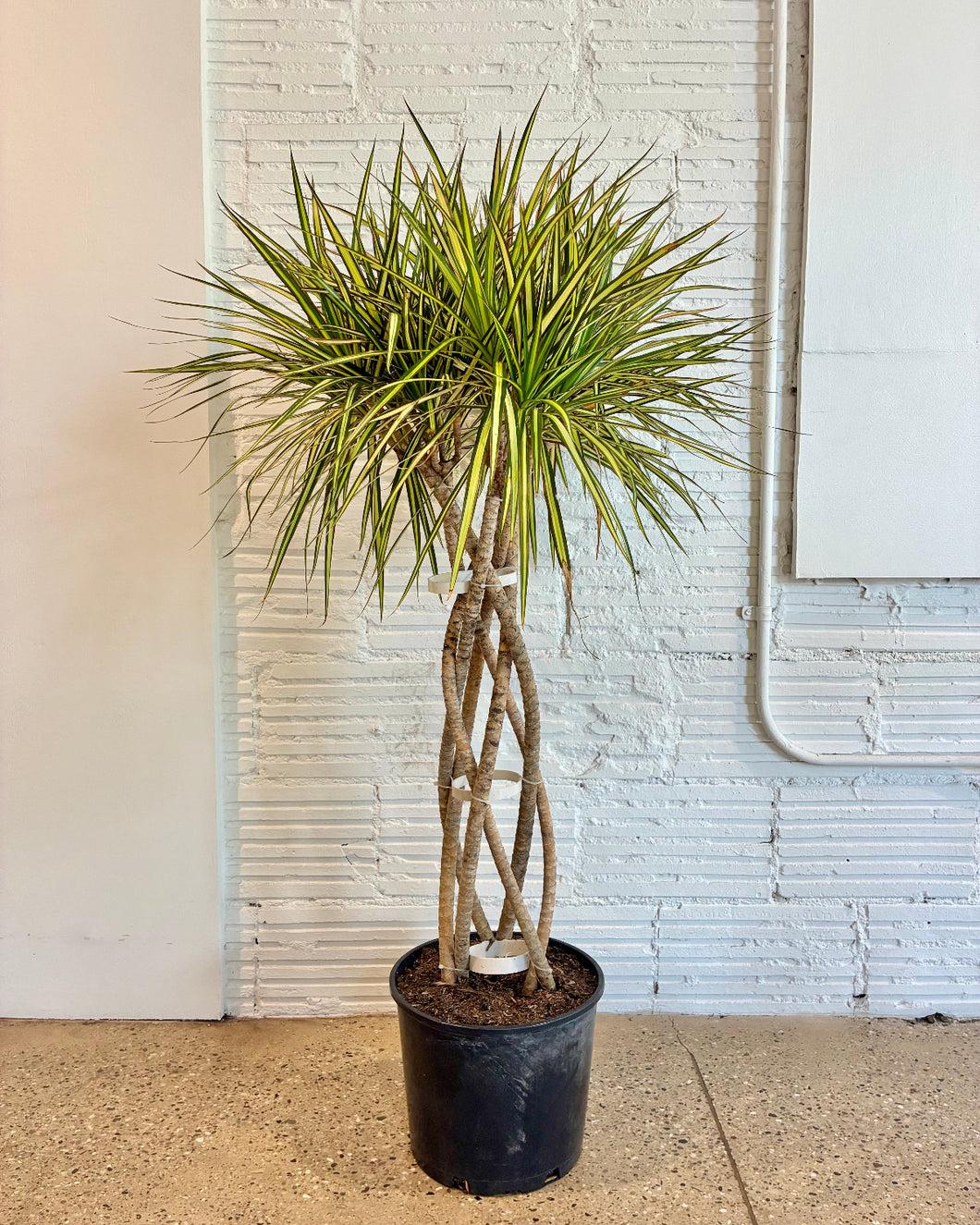 Dracaena Marginata 'kiwi' Braid - View 7 from www redcrocus com