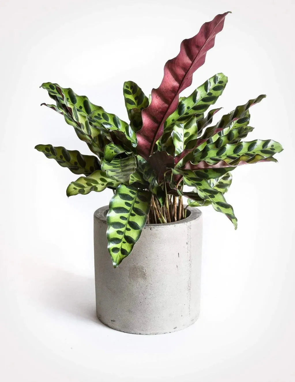 Calathea Lancifolia - View 18 from www redcrocus com