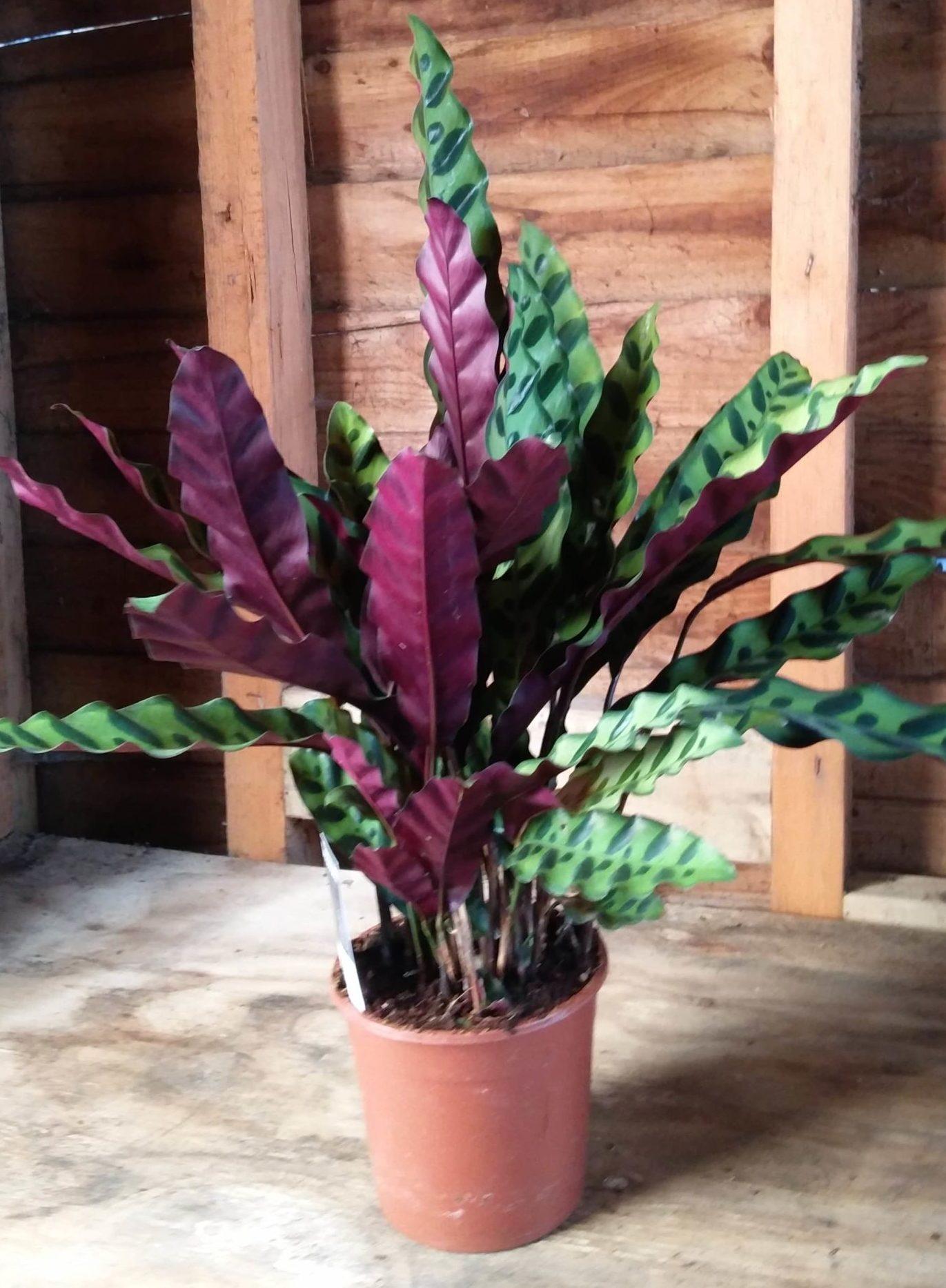 Calathea Lancifolia - View 21 from www redcrocus com