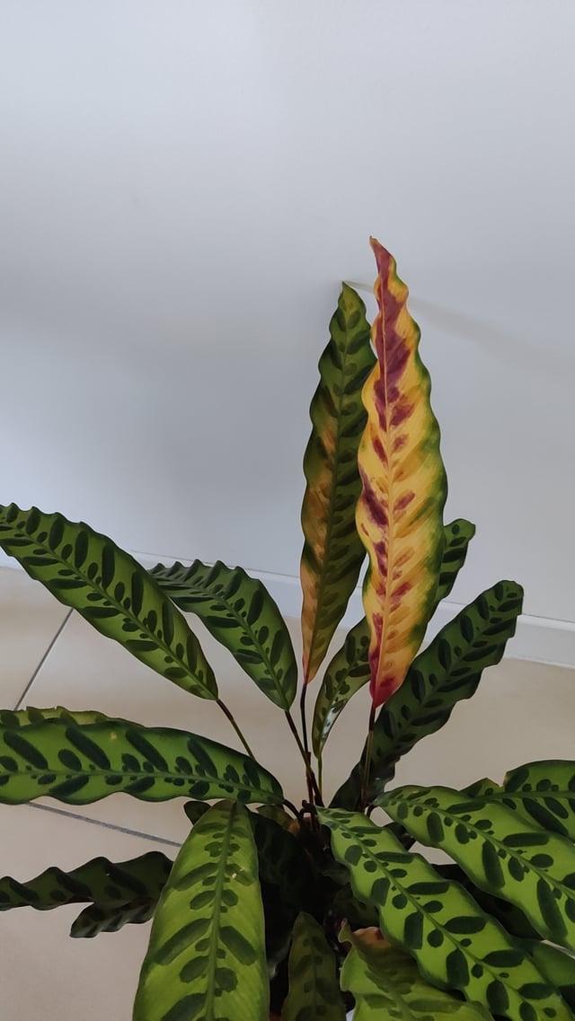 Calathea Lancifolia - View 22 from www redcrocus com