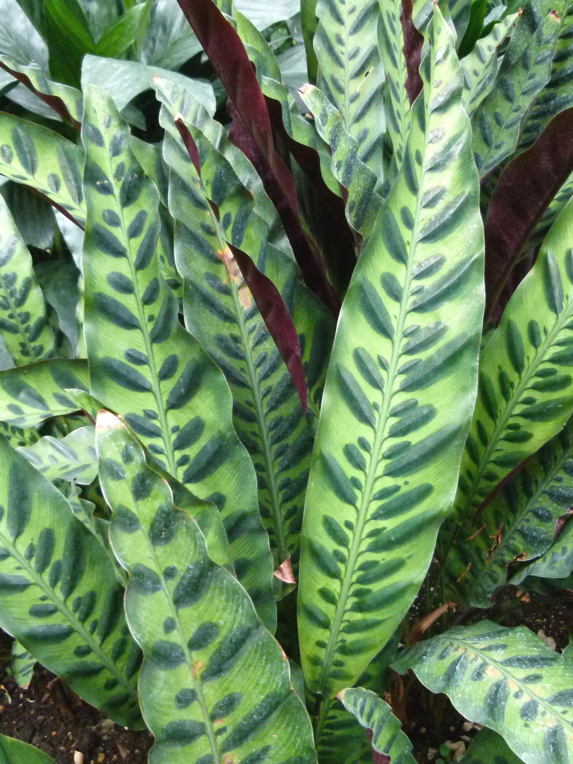 Calathea Lancifolia - View 29 from www redcrocus com