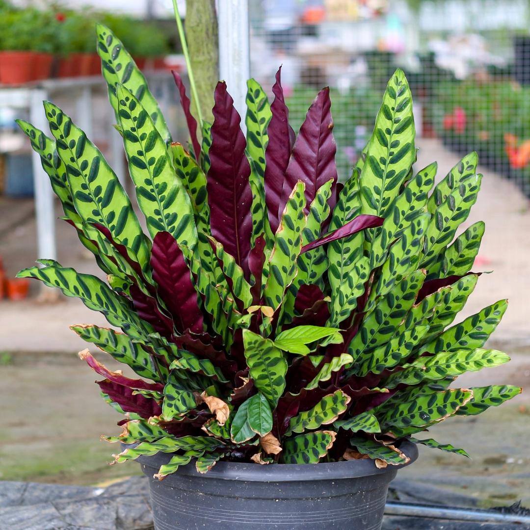 Calathea Lancifolia - View 2 from www redcrocus com