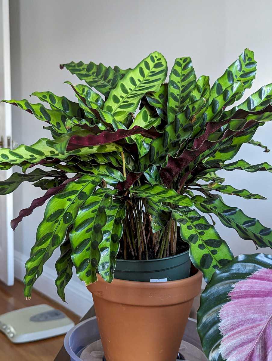 Calathea Lancifolia - View 33 from www redcrocus com
