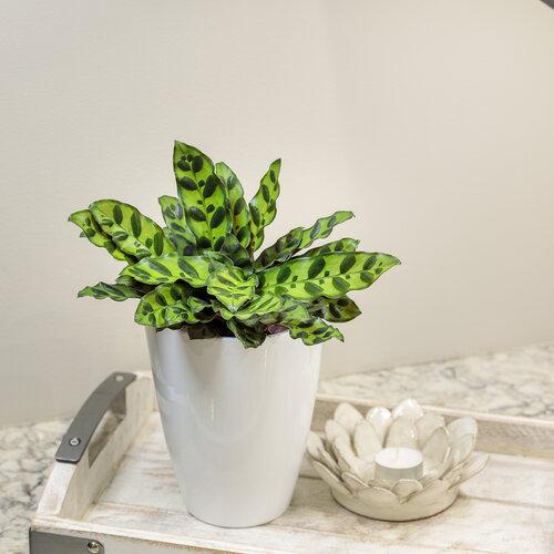 Calathea Lancifolia - View 34 from www redcrocus com