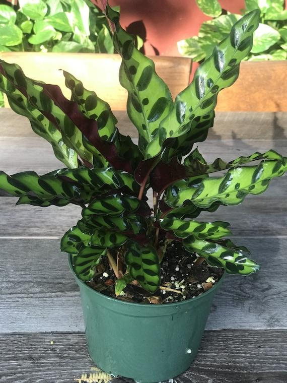 Calathea Lancifolia - View 35 from www redcrocus com