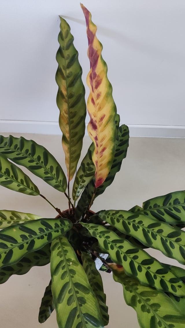 Calathea Lancifolia - View 7 from www redcrocus com