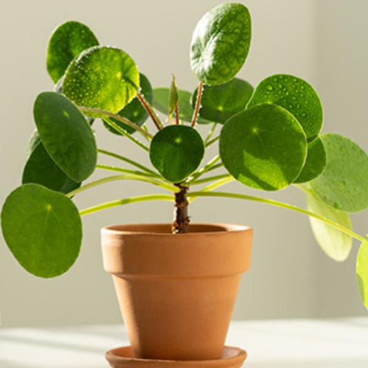 Pilea Peperomioides - View 13 from www redcrocus com