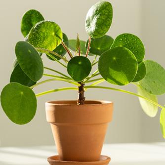 Pilea Peperomioides - View 14 from www redcrocus com