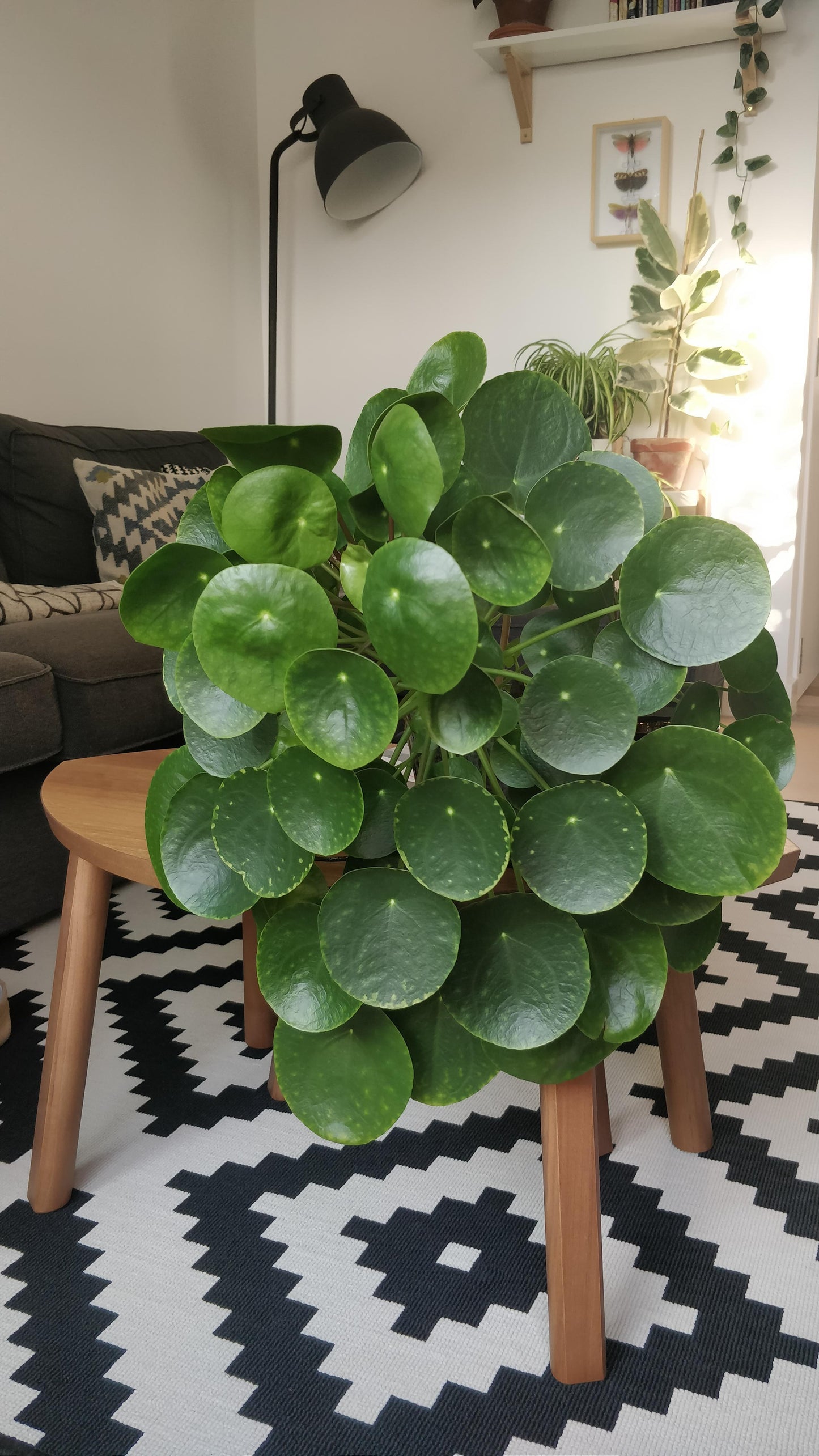 Pilea Peperomioides - View 16 from www redcrocus com