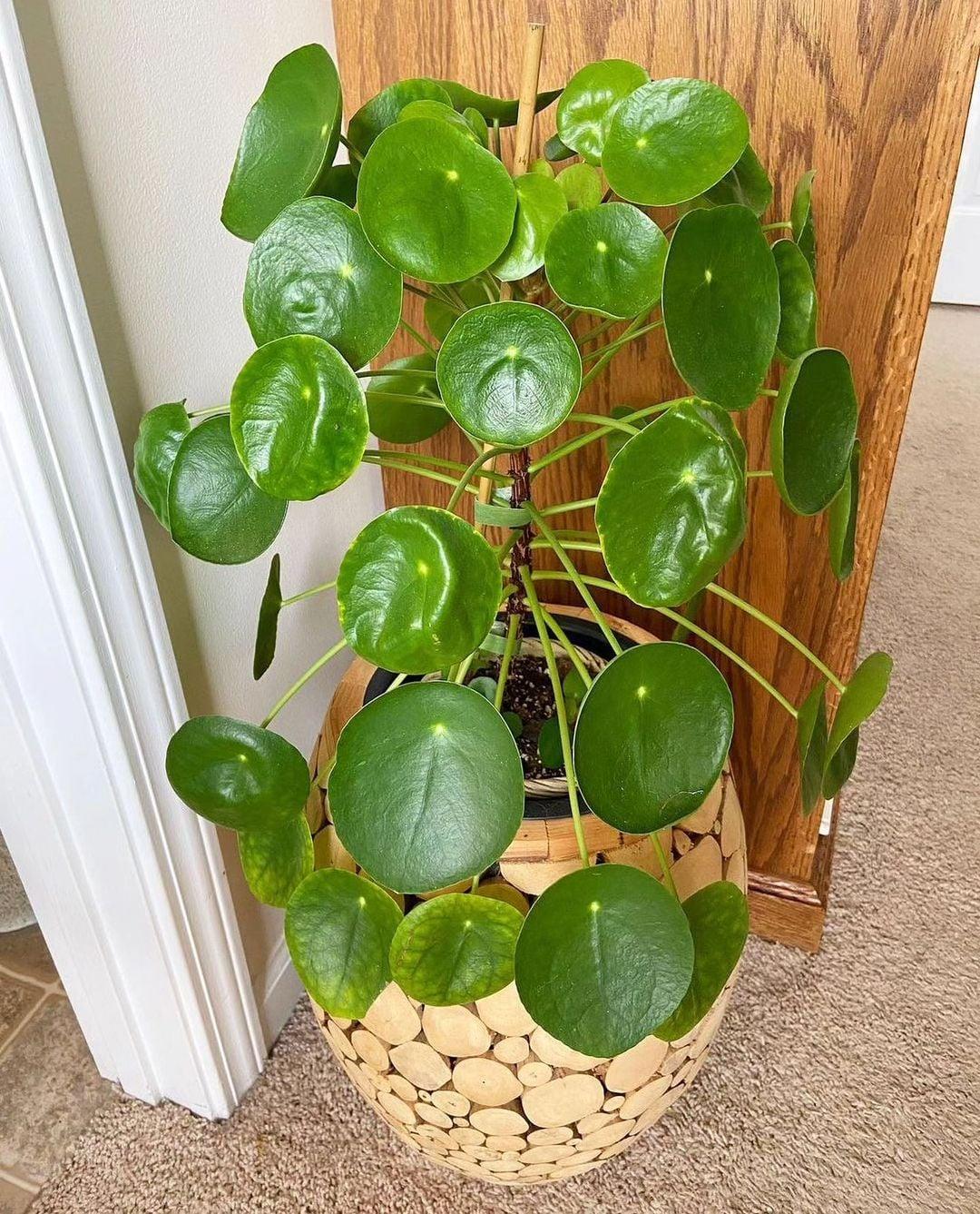 Pilea Peperomioides - View 1 from www redcrocus com