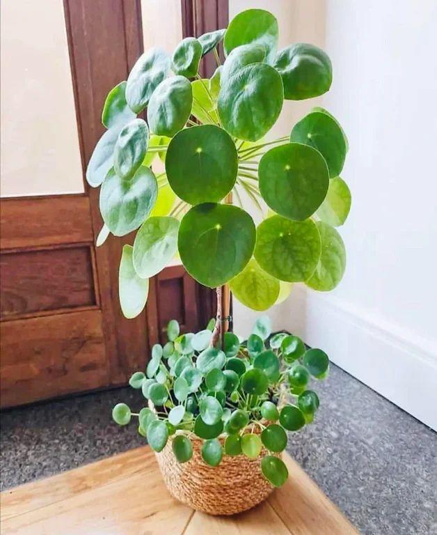 Pilea Peperomioides - View 23 from www redcrocus com