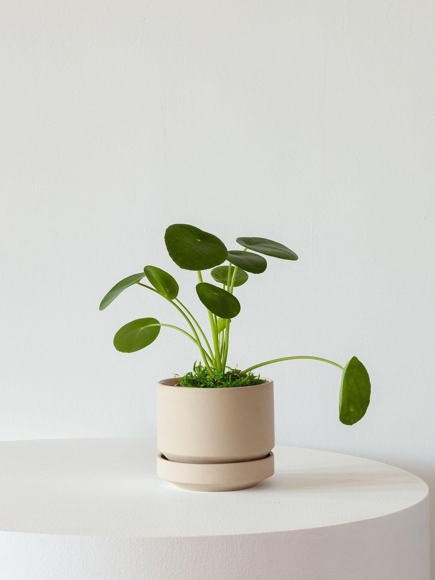 Pilea Peperomioides - View 25 from www redcrocus com