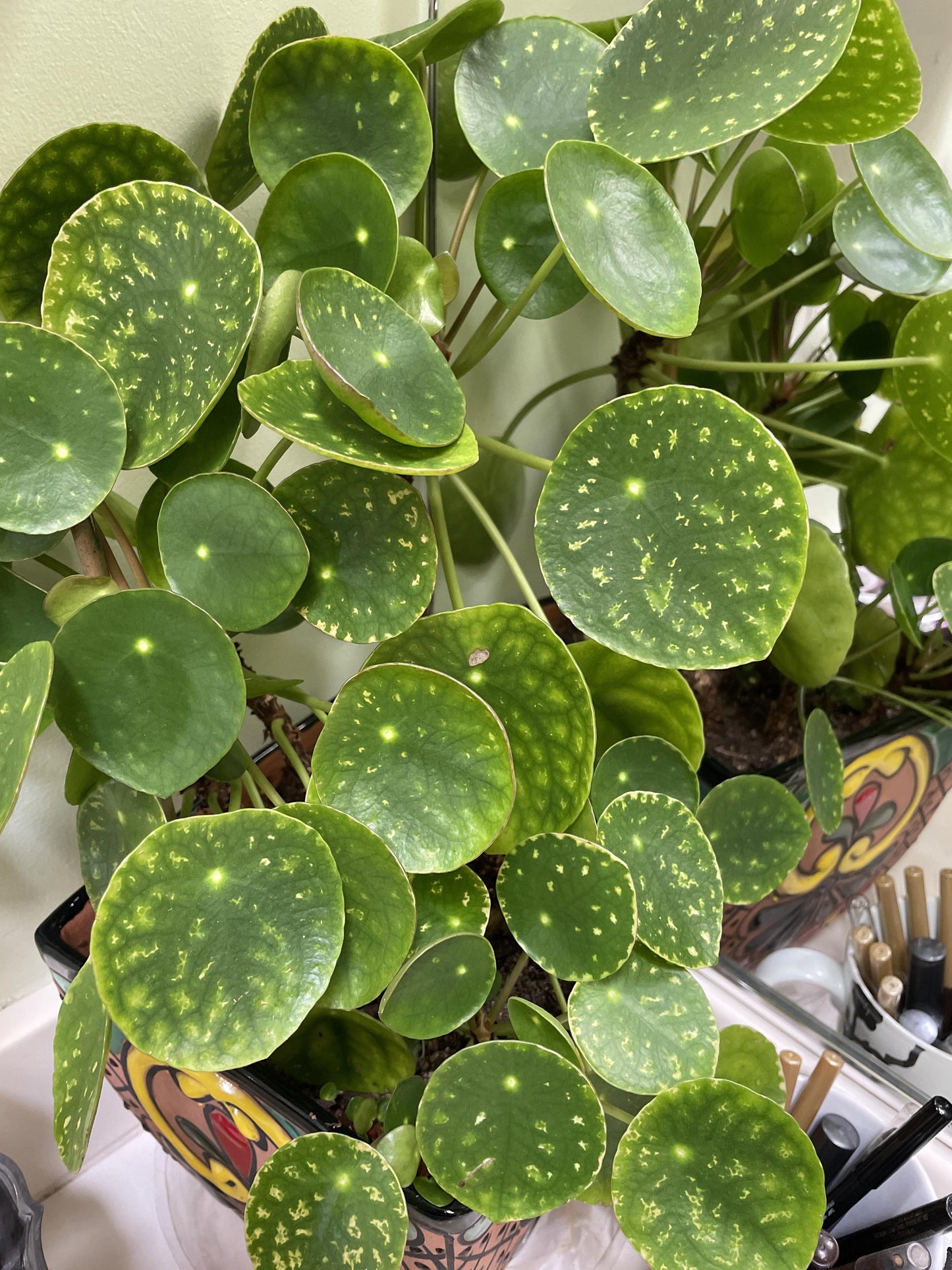Pilea Peperomioides - View 26 from www redcrocus com