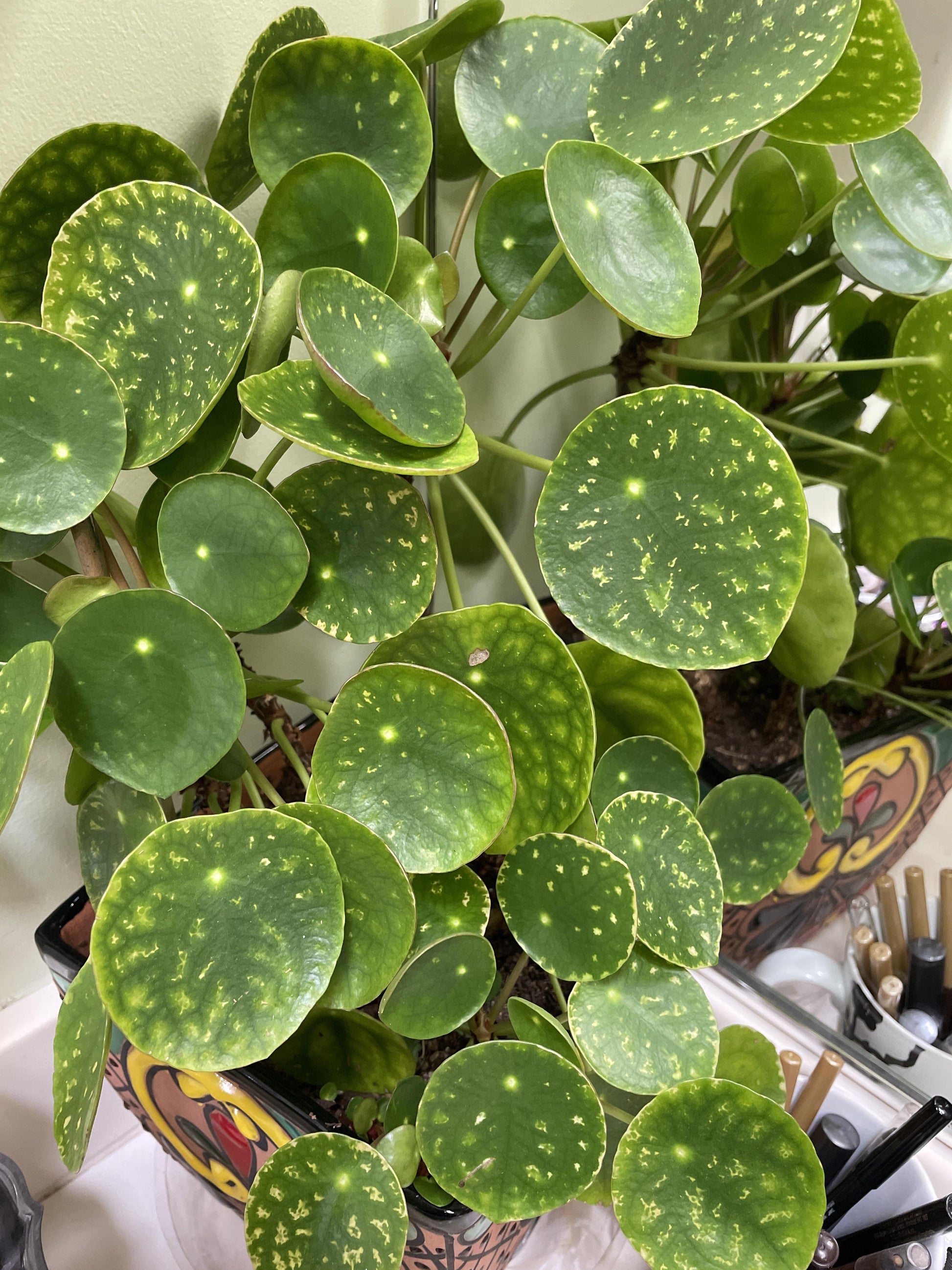 Pilea Peperomioides - View 26 from www redcrocus com