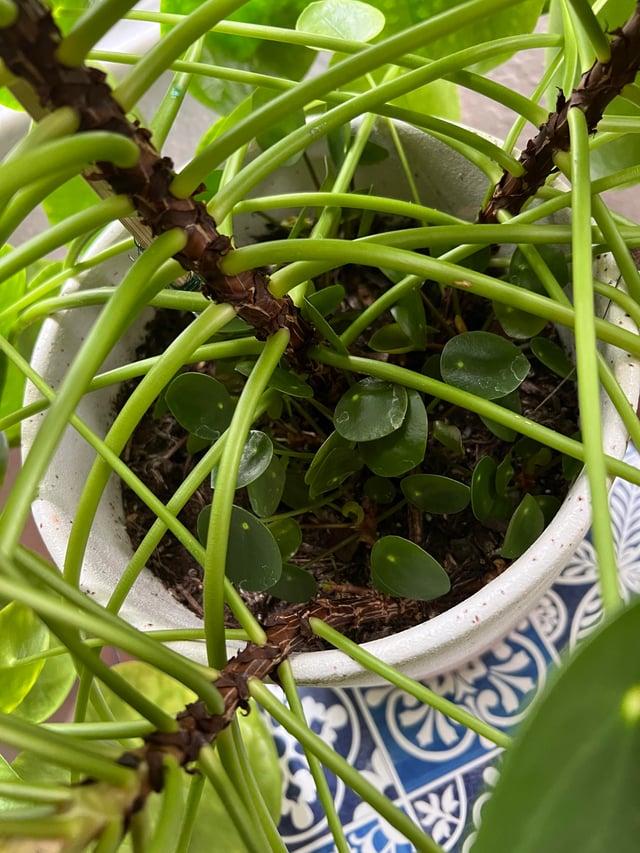 Pilea Peperomioides - View 28 from www redcrocus com