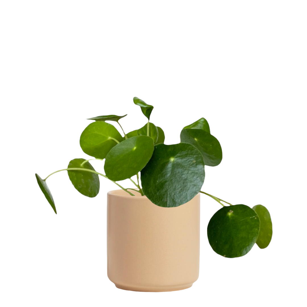 Pilea Peperomioides - View 29 from www redcrocus com