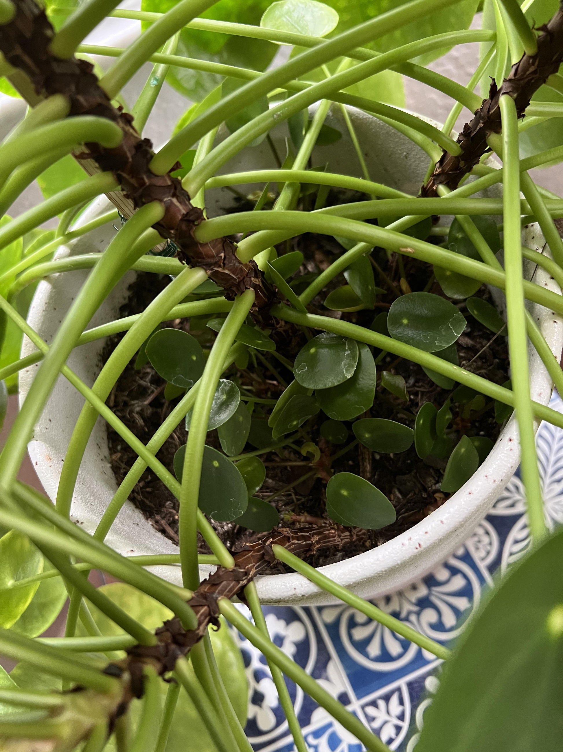 Pilea Peperomioides - View 30 from www redcrocus com