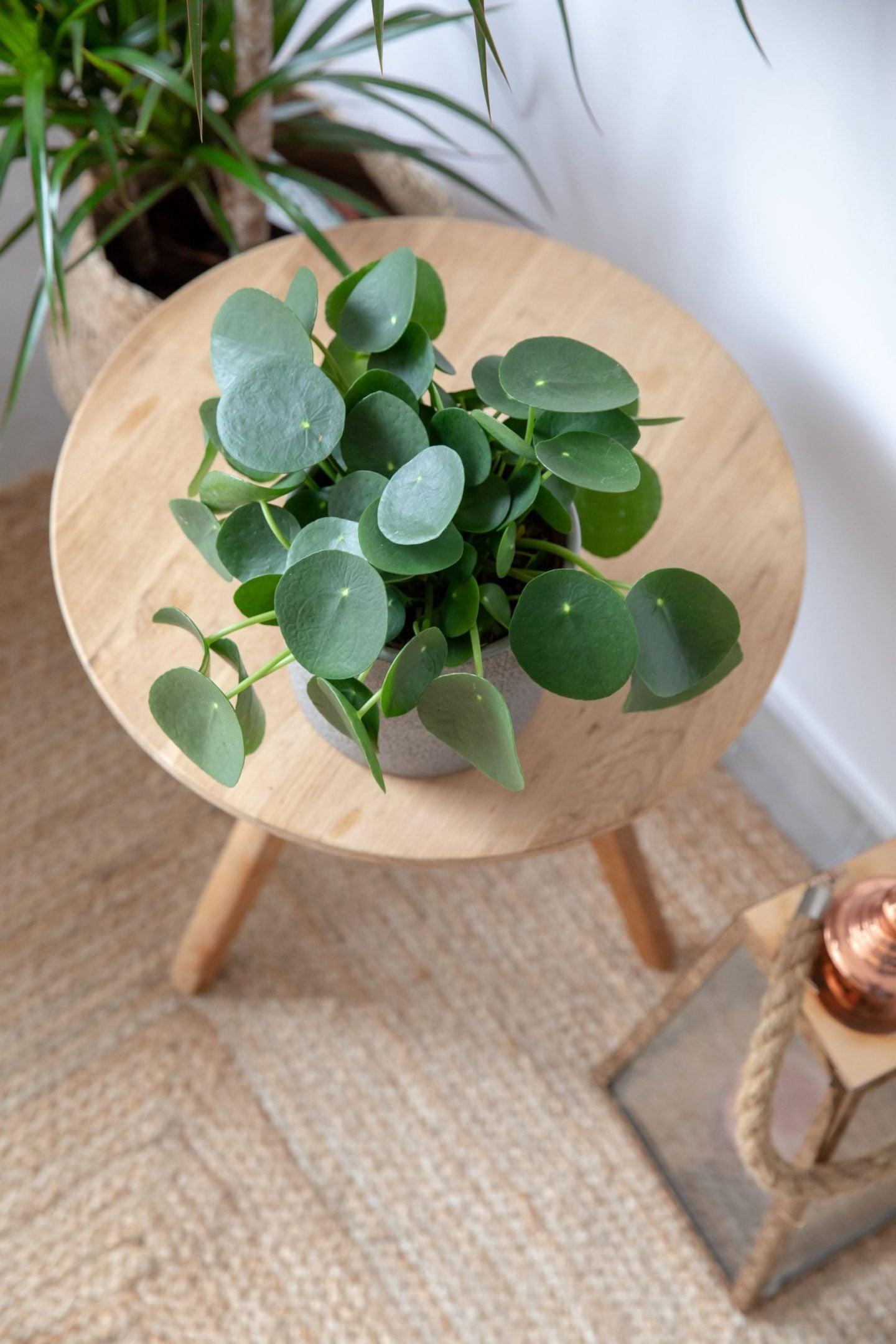 Pilea Peperomioides - View 31 from www redcrocus com