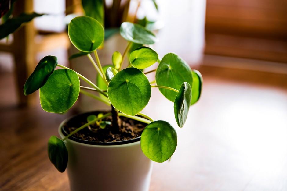 Pilea Peperomioides - View 35 from www redcrocus com