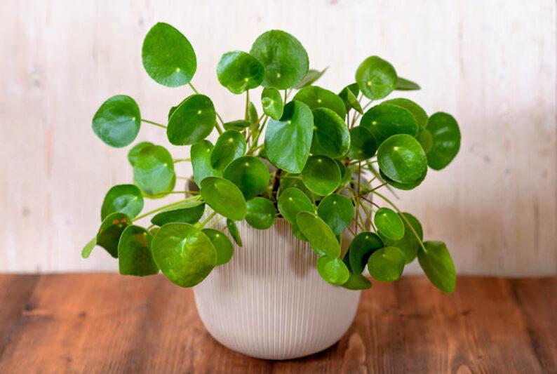 Pilea Peperomioides - View 36 from www redcrocus com