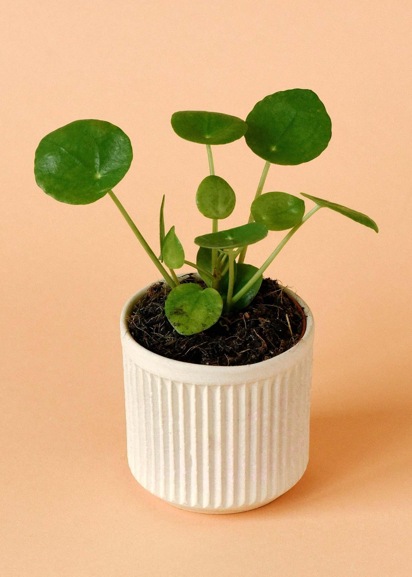 Pilea Peperomioides - View 37 from www redcrocus com