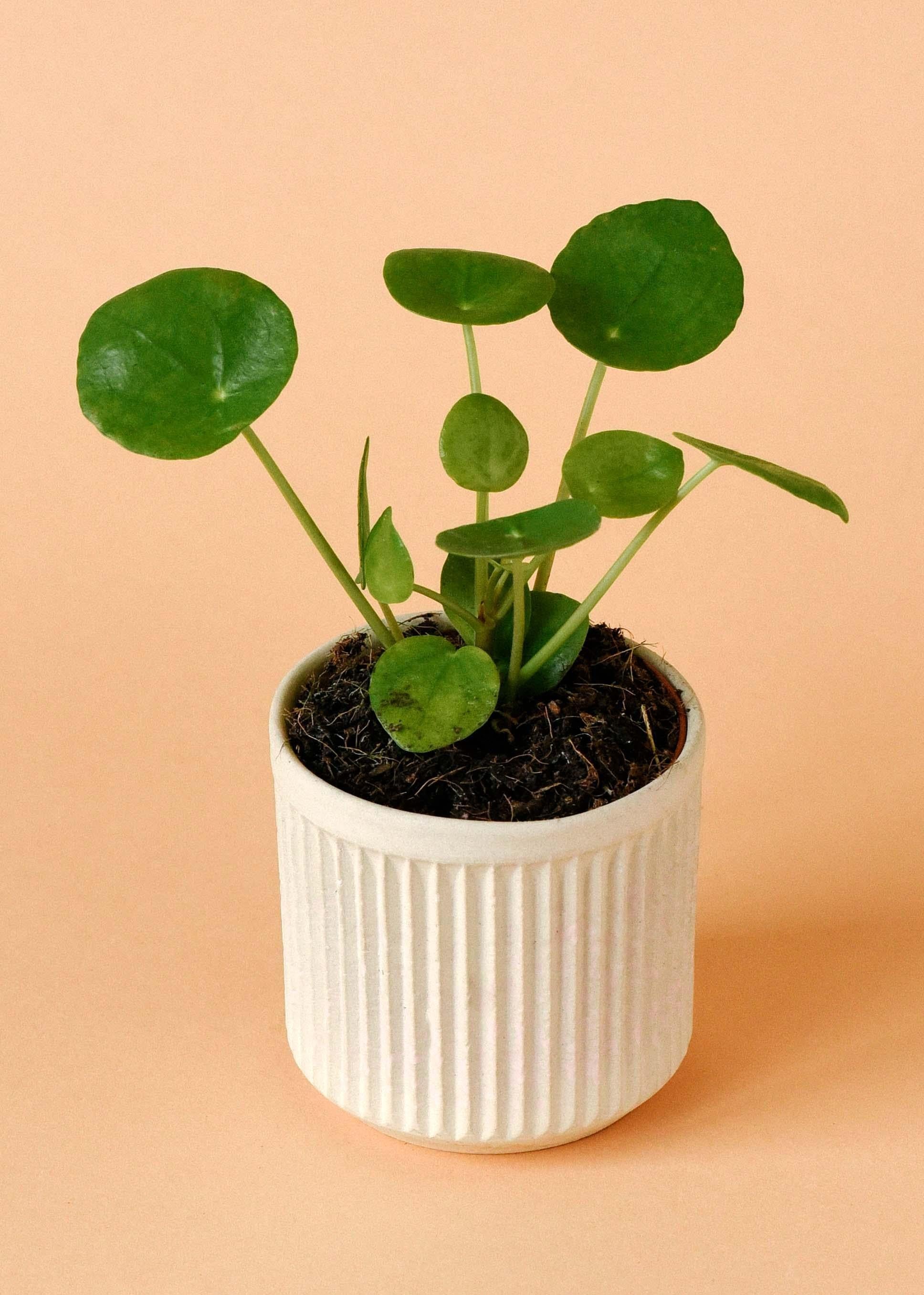 Pilea Peperomioides - View 37 from www redcrocus com