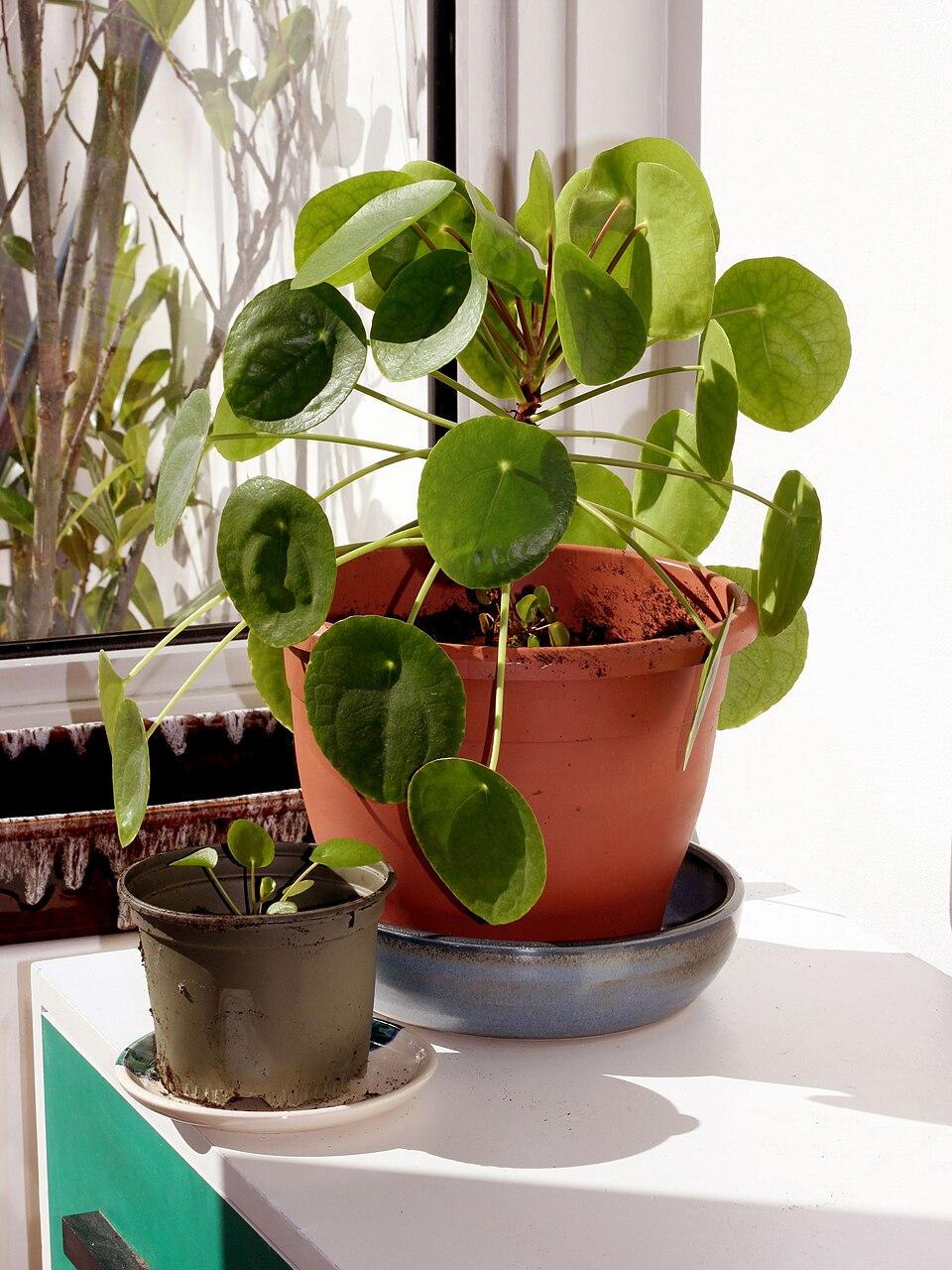 Pilea Peperomioides - View 3 from www redcrocus com