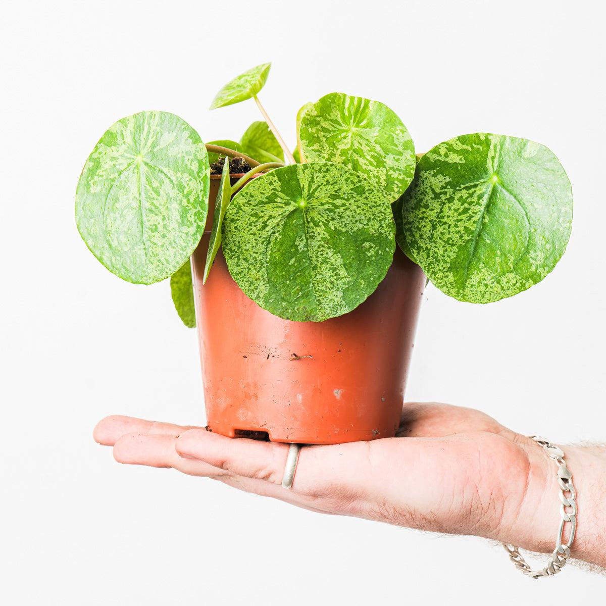 Pilea Peperomioides - View 6 from www redcrocus com