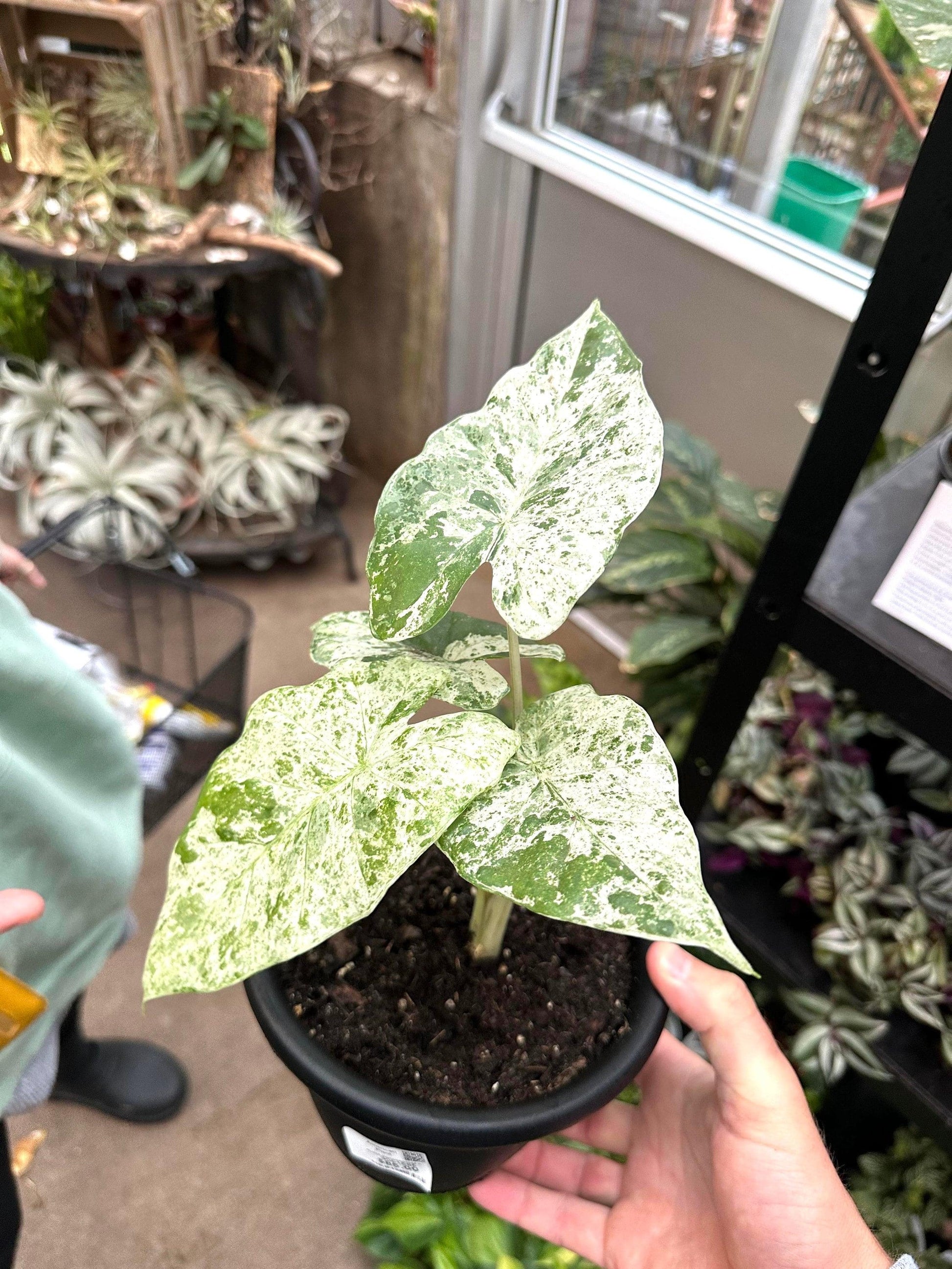 Alocasia 'blizzard' - View 11 from www redcrocus com
