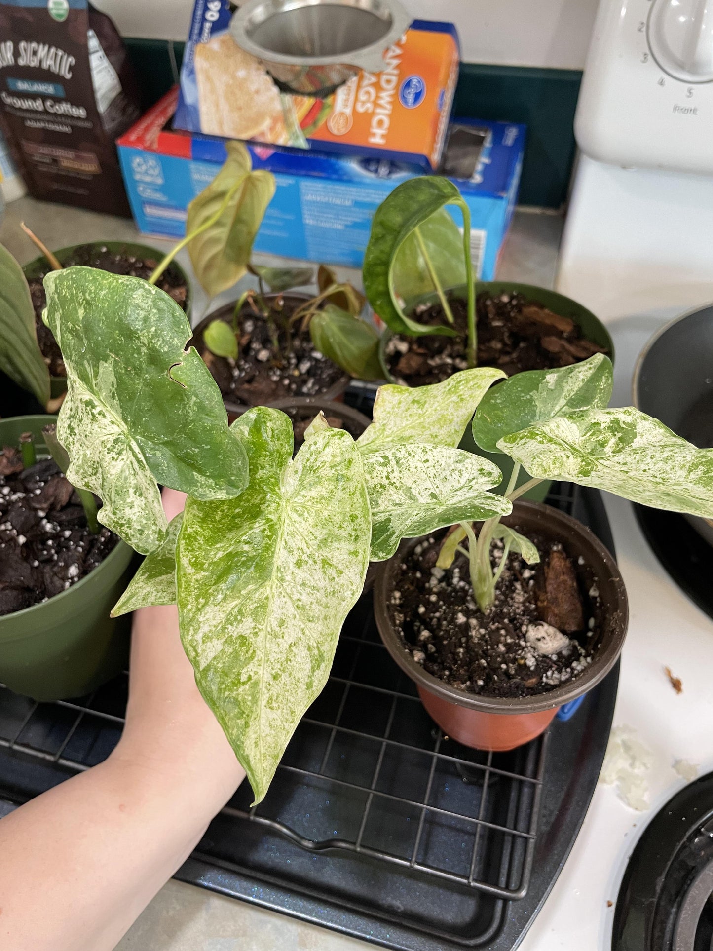 Alocasia 'blizzard' - View 13 from www redcrocus com
