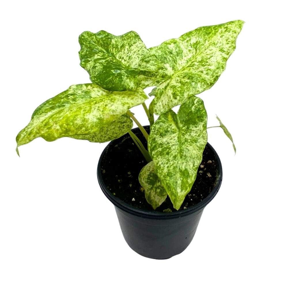 Alocasia 'blizzard' - View 14 from www redcrocus com