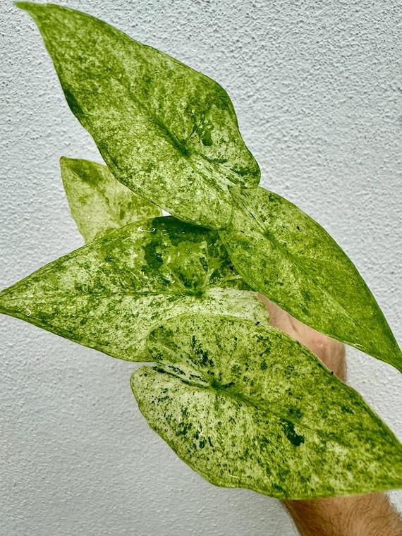 Alocasia 'blizzard' - View 16 from www redcrocus com