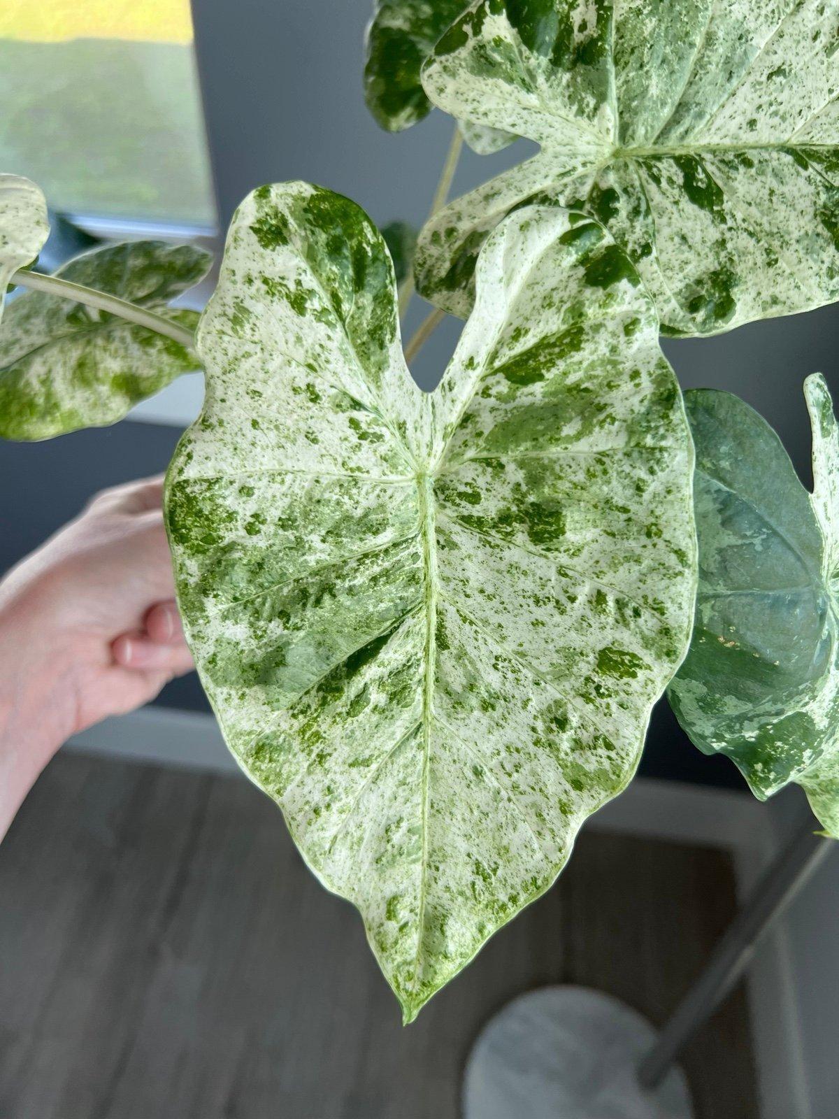 Alocasia 'blizzard' - View 21 from www redcrocus com