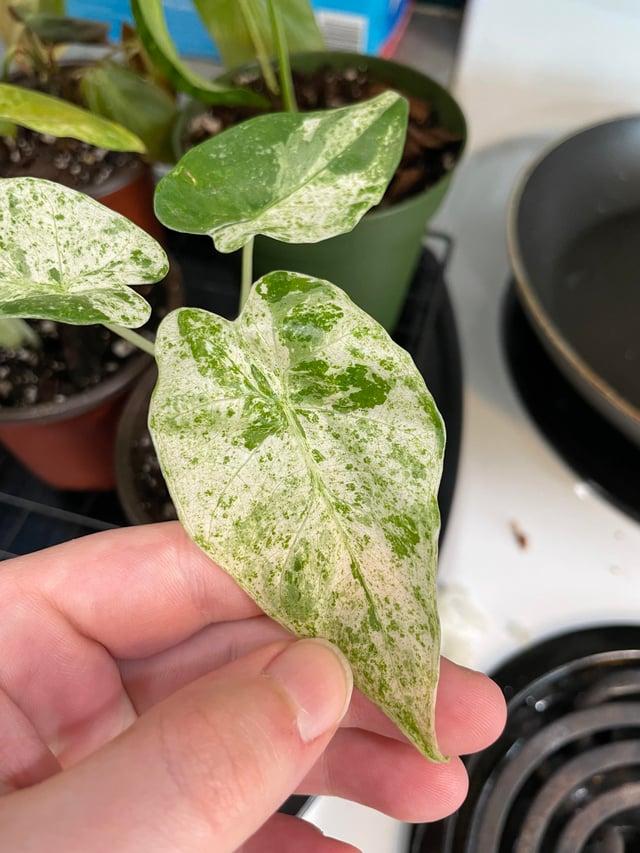 Alocasia 'blizzard' - View 24 from www redcrocus com