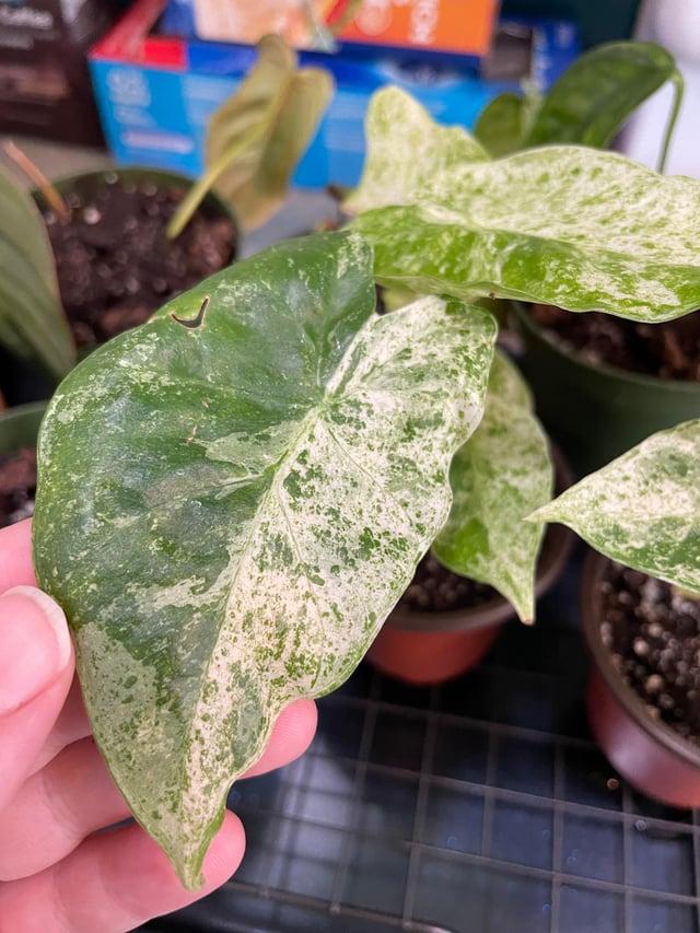 Alocasia 'blizzard' - View 25 from www redcrocus com