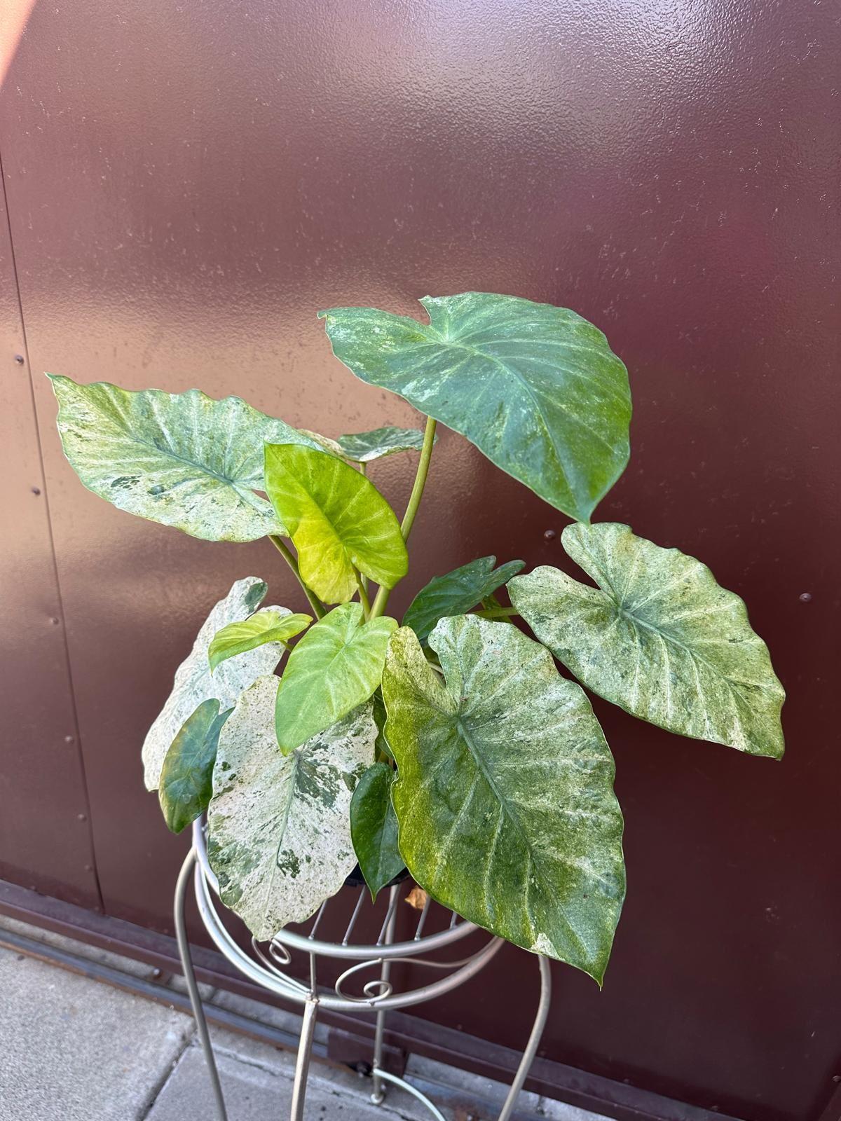 Alocasia 'blizzard' - View 26 from www redcrocus com