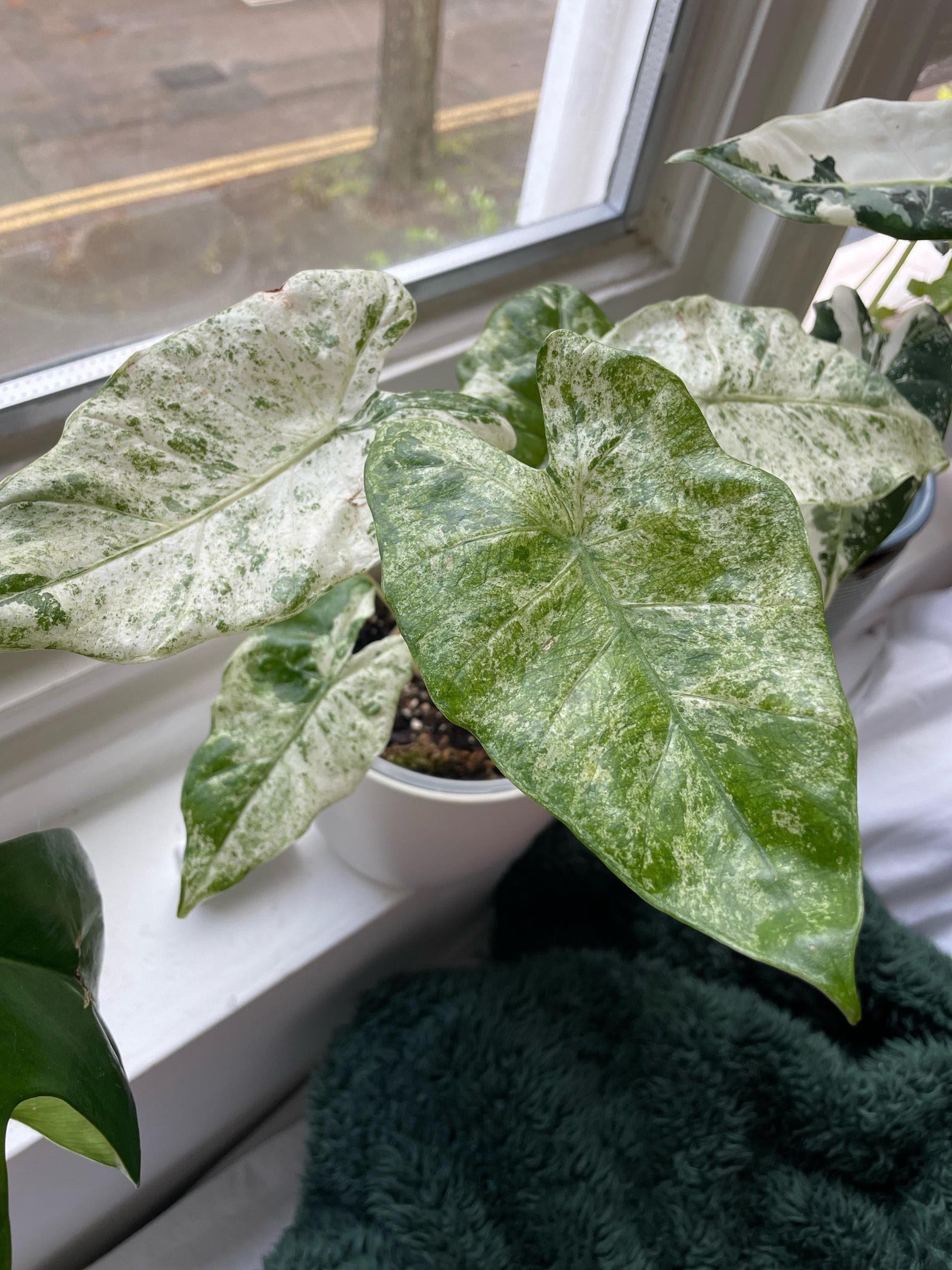 Alocasia 'blizzard' - View 3 from www redcrocus com